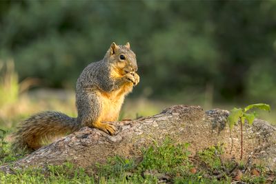 Eastern Fox Squirrel_A0A8813-Enhanced-NR.jpg