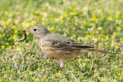 American Pipit