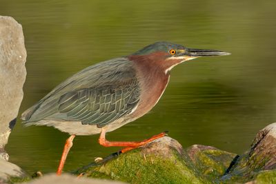 Green Heron