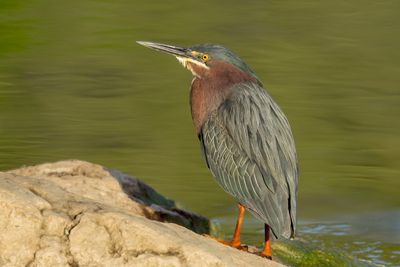 Green Heron