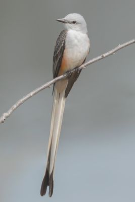 Scissor-tailed Flycatcher