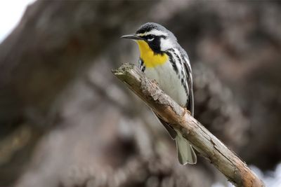 Yellow-throated Warbler