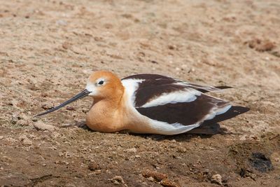 American Avocet