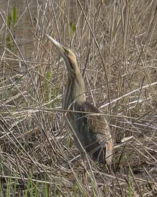 American Bittern