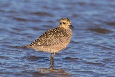 American Golden-Plover