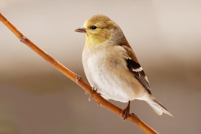 American Goldfinch