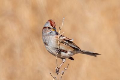 American Tree Sparrow