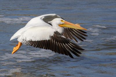American White Pelican 