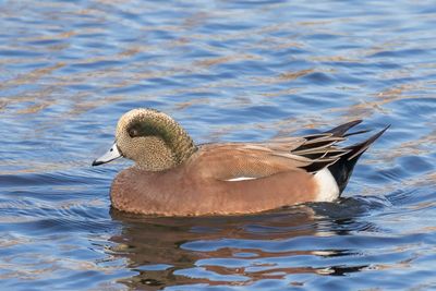 American Wigeon