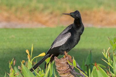 Anhinga