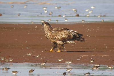 Bald Eagle