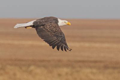 Bald Eagle