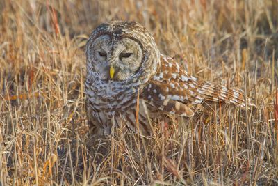 Barred Owl