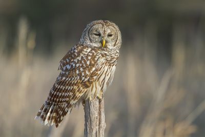 Barred Owl