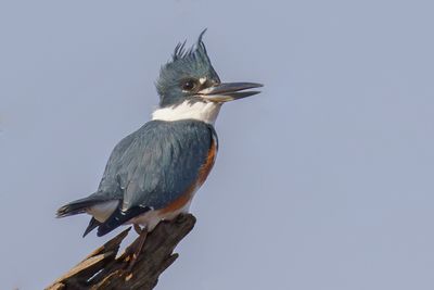 Belted Kingfisher