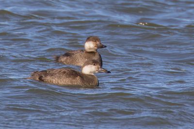 Black Scoter
