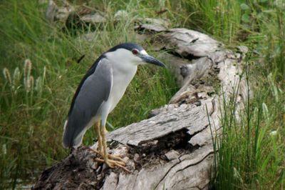Black-crowned Night-Heron