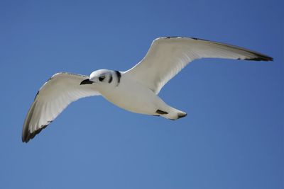 Black-legged Kittiwake