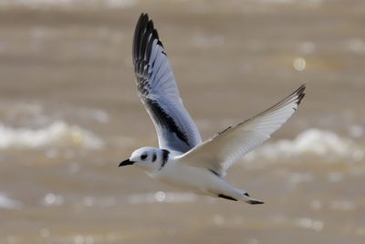 Black-legged Kittiwake