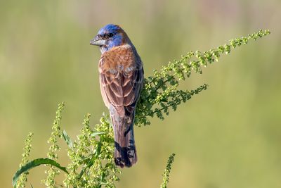 Blue Grosbeak