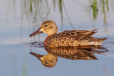Blue-winged Teal 