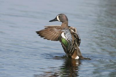 Blue-winged Teal