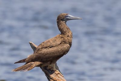 Brown Booby