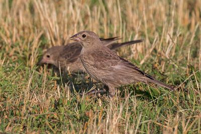 Brown-headed Cowbird