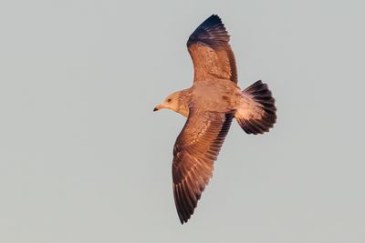 California Gull