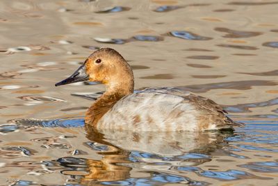Canvasback