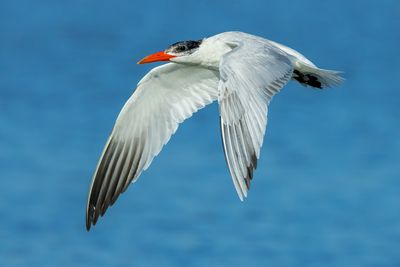 Caspian-Tern