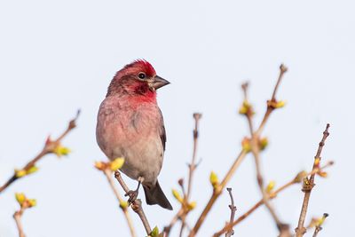 Cassin's Finch