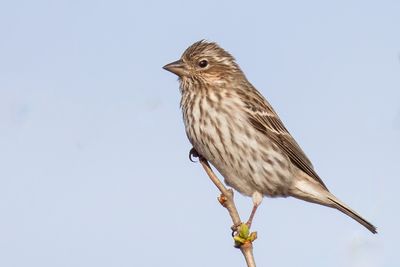 Cassin's Finch