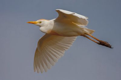 Cattle Egret