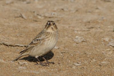 Chestnut-collared Longspur