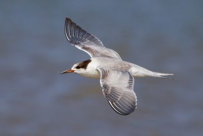 Common Tern