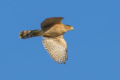 Cooper's Hawk