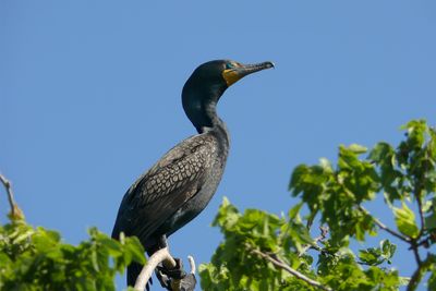 Double-crested Cormorant