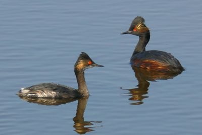 Eared Grebe