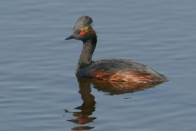 Eared Grebe