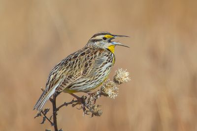Eastern Meadowlark