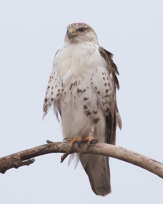 Ferruginous Hawk