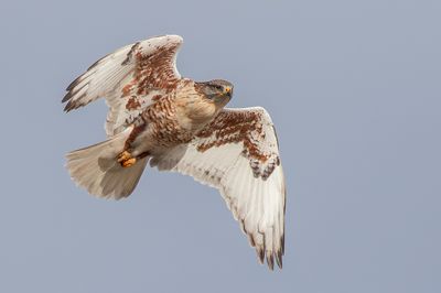 Ferruginous Hawk