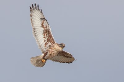 Ferruginous Hawk