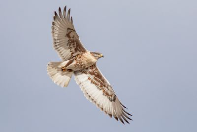 Ferruginous Hawk