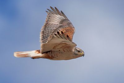 Ferruginous Hawk