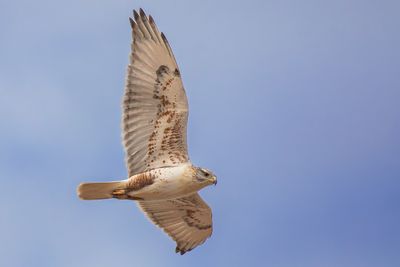 Ferruginous Hawk