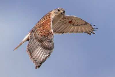 Ferruginous Hawk