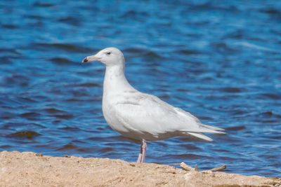 Glaucous Gull