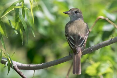 Great Crested Flycatcher